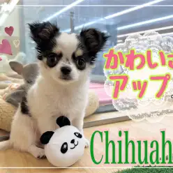 【 チワワ 】NT店のパンダ模様の美少女チワワちゃん