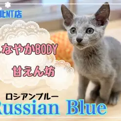 【 ロシアンブルー 】スタイリッシュな美ボディ！甘えん坊な男の子