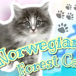 【 ノルウェージャンフォレストキャット 】美しすぎるブルーの被毛!イケにゃん登場