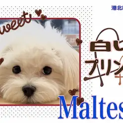 【 マルチーズ 】ホワイトドッグ6ヶ月のマルチーズくんの今