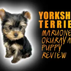 【 ヨークシャーテリア 】美しいスティールカラーの女の子登場！