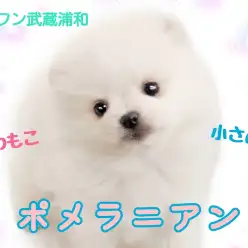 【 ポメラニアン 】白あざらしポメ！お留守番も平気な男の子！