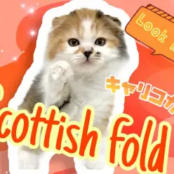 【 スコティッシュフォールド 】ちょっぴり珍しいキャリコカラーの仔猫ちゃん登場
