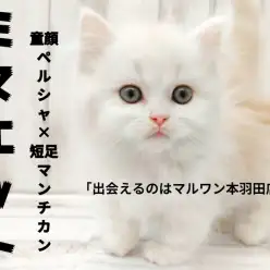 【 ミヌエット 】最強の性格ペルシャ×最強の見た目マンチカンの半端ない可愛さ！