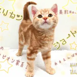 【 アメリカンショートヘア 】生粋のチャンピオン家系!控えめ甘えんぼな性格!