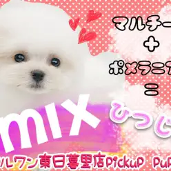 【 MIX 】オンリーワンの魅力がたまらない！最上級マルポメちゃんが降臨！