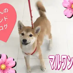 【 柴犬 】賢い女の子！ 笑顔溢れる柴ちゃんのセカンドブログ！