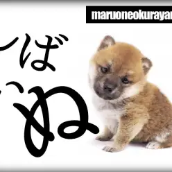 【 柴犬 】抱っこも楽々！小さめサイズに成長中の大人気の柴犬ちゃん！