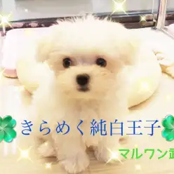 【 マルチーズ 】純白の天使！簡単お手入れのポイントも徹底解説！