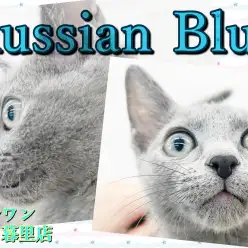 【 ロシアンブルー 】猫好きも犬好きも虜にするボイスレス甘えん坊キャット！
