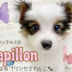 【 パピヨン 】あざとさNo.1！可愛い×美人の整いすぎな将来有望プリンセス！