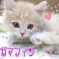 【 ラガマフィン 】お喋り大好き！甘えんぼ！テディベアキャット！