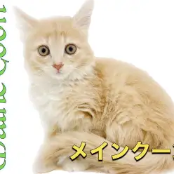 【 メインクーン 】パーフェクトなルックス！ジェントルキャットとは僕のこと！