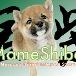 【 豆柴 】認定証付きの体高30cm未満の両親からうまれたサラブレット！
