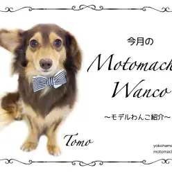 【 元町トリミング 】第九回Motomachi Wancoモデル犬紹介！