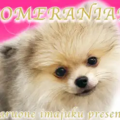 【 ポメラニアン 】生後4ヶ月で1.4kg！初心者必見の童顔フレンドリーガール！