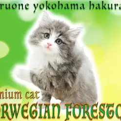 【 ノルウェージャンフォレストキャット 】プレミアム認定の圧倒的可愛さの持ち主！
