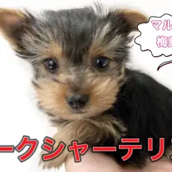 【 ヨークシャーテリア 】初心者でも飼いやすい!社交性抜群なヨーキー登場!