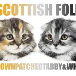 【 スコティッシュフォールド 】極上の垂れ耳と唯一無二の毛色が特徴的な女の子！