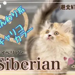 【 サイベリアン 】キャリコカラーのふんわり猫さん！大型猫種の女の子