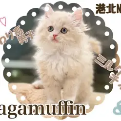 【 ラガマフィン 】優しいカラーの可愛い系大型猫種！