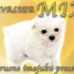 【 MIX犬 】ビションフリーゼとキャバリアMIXの希少クオーターが聖地に登場！