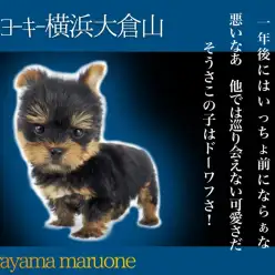 【 ヨークシャーテリア 】小さめドワーフ体型のスーパーボーイ登場！