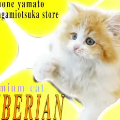 【 サイベリアン 】プレミアム認定！話題の猫種、その中でも圧倒的な可愛さです！