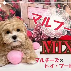 【 ミックス犬 】可愛さパワーアップ！理想的マルプーちゃん