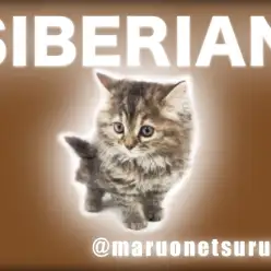 【 サイベリアン 】鮮やかなブラウンカラーを纏った至高のにゃんこ！
