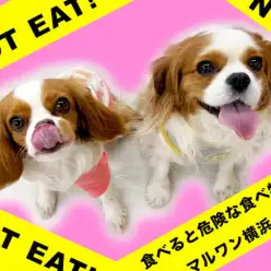【 わんにゃんマニア 】食べたら危険な食べ物を専門スタッフが解説！