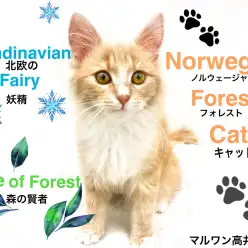 【 ノルウェージャンフォレストキャット 】美しい長毛と甘えん坊な性格の女の子