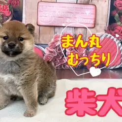 【 柴犬 】横浜イチのまん丸たぬき顔したむっちりボディの柴子さん