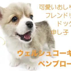 【 ウェルシュコーギー ペンブローク】可愛いおしり！フレンドリードッグの申し子！