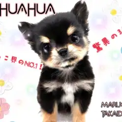 【 チワワ 】生後2ヶ月で驚異の360g!ミニマムチワワは性格も完璧です!