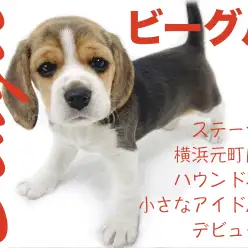 【 ビーグル 】ステージは横浜元町店！ハウンド界の小さなアイドル犬デビュー！