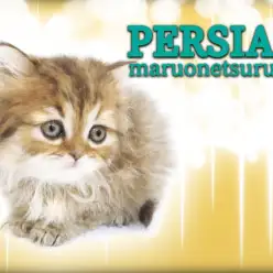 【 ペルシャ 】美しきチンチラゴールデン！性格も見た目もすべてが可愛いすぎる！