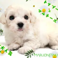 【 MIX犬 】生後60日で488g!ちびっこマルプーは飼いやすさ抜群!
