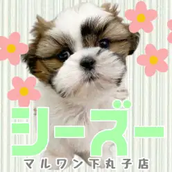 【 シーズー 】性格良し、愛らしいルックスがかわいい子犬がやってきた！
