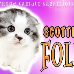 【 スコティッシュフォールド 】丸顔で垂れ耳！可愛さ＆癒しをお求めの方は必見！