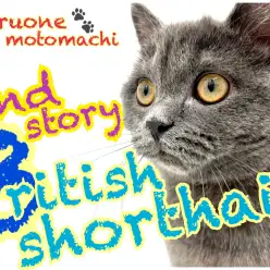 【 ブリティッシュショートヘア 】癒し猫の完成形！セカンドレビュー！