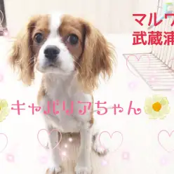 【 キャバリア 】人気のブレンハイム!トレーニングOK!初心者にオススメです!