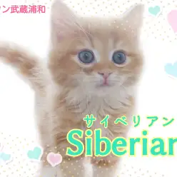 【 サイベリアン 】もふもふなのにアレルギーになりにくい！美形なミラクルキャット