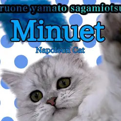 【 ミヌエット 】生後6ヶ月!短足&美しい被毛を持つミヌちゃん!