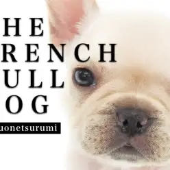 【 フレンチブルドッグ 】抜群のプロポーション！クリームカラーの美少女出現！