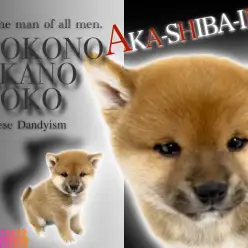 【 柴犬 】究極のくま顔と健康ボディが愛らしい！大倉山店不動の人気の柴犬！