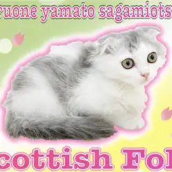 【 スコティッシュフォールド 】遊び好きで甘えん坊なホワイトベースの明るめカラー