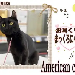 【 アメリカンカール 】スタイリッシュなブラックキャットのカール君