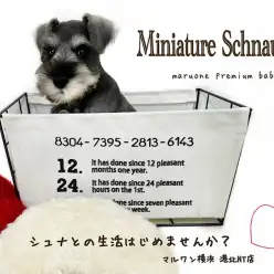 【 ミニチュア・シュナウザー  】生後62日のスタイリッシュなオシャレBOY