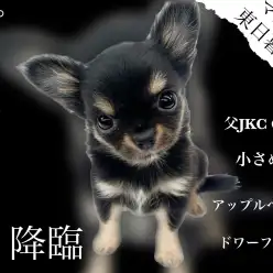 【 チワワ 】性格もルックスもプレミアム級のチャンピオンベイビーが降臨！